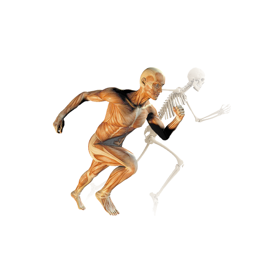 Muscle anatomy
